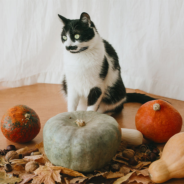 Can Cats Eat Pumpkin Furbulous